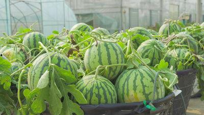 咸阳网红吃瓜视频,揭秘网络红人的幕后故事