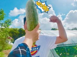 食堂吃瓜的网红是谁,揭秘美食背后的故事