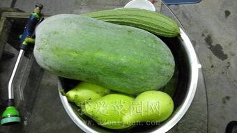 吃瓜网在线热门大瓜,热门大瓜背后的惊人真相